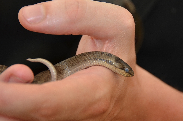 20 07 13_5712_edited-1.jpg - SMOOTH SNAKE - BOSCOMBE CHINE GARDENS 20.7.13 - WILD ABOUT BOURNEMOUTH
